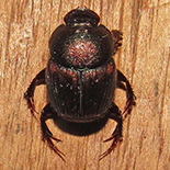 Onthophagus species